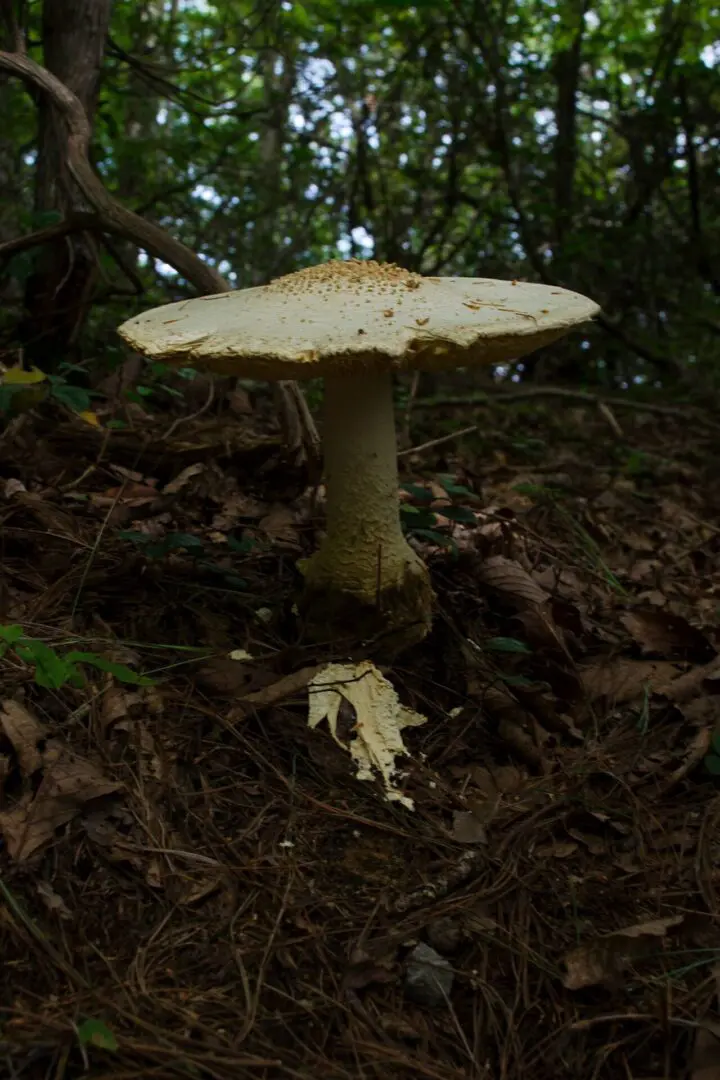 A mushroom is sitting on the ground in the woods.
